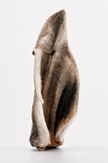Oreja de res